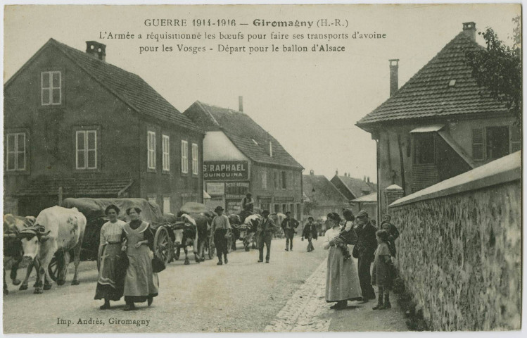 Guerre 1914-1918, Giromagny (H.-R.), l'armée a réquisitionné les bœufs pour faire ses transports d'avoine pour les Vosges, départ pour le Ballon d'Alsace.